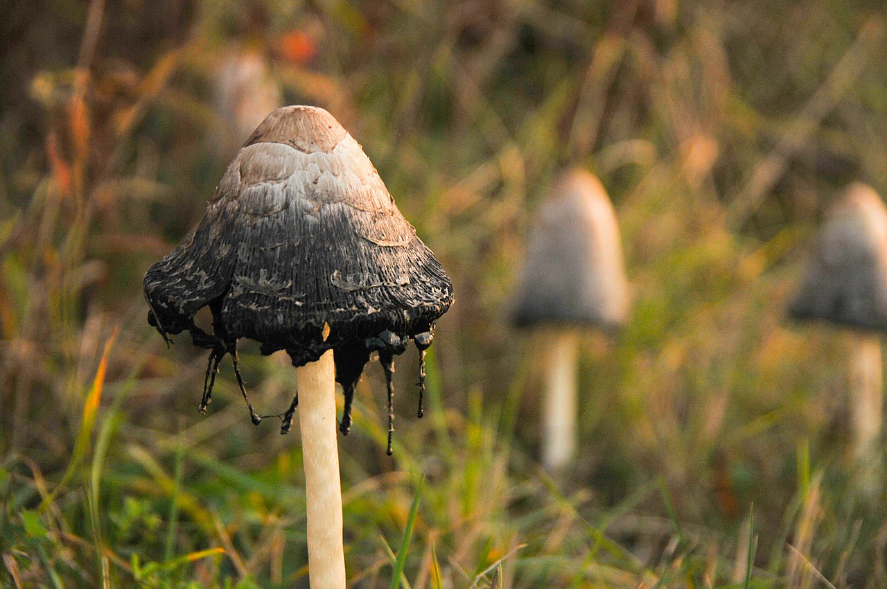 Magic mushrooms can aid depression recovery at a neuronal level.