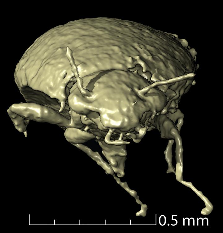 New species of beetle discovered thanks to dinosaur poop.