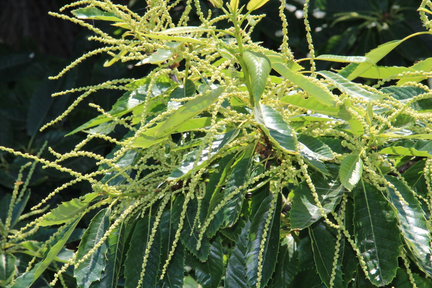 Chestnut leaves show antibacterial potential.