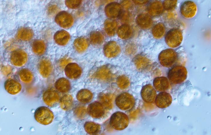 Scientists recreate extinct yellow algae.