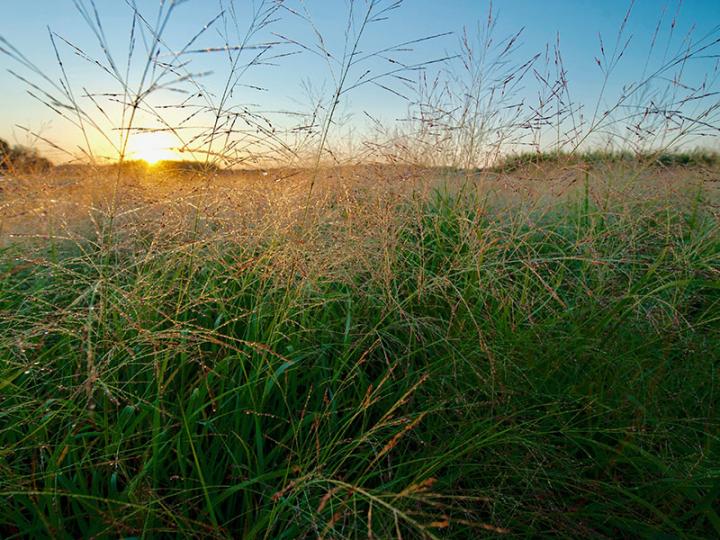 Understanding switchgrass as a sustainable energy source is important.