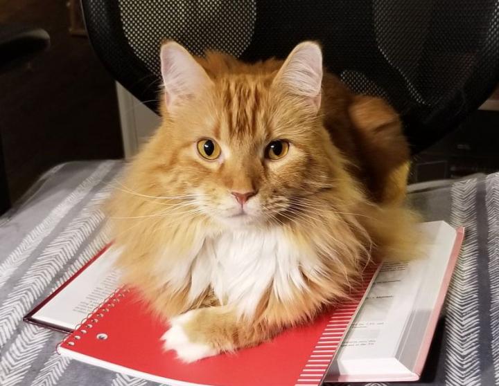Cats suffering from heart disease now have an improved treatment.