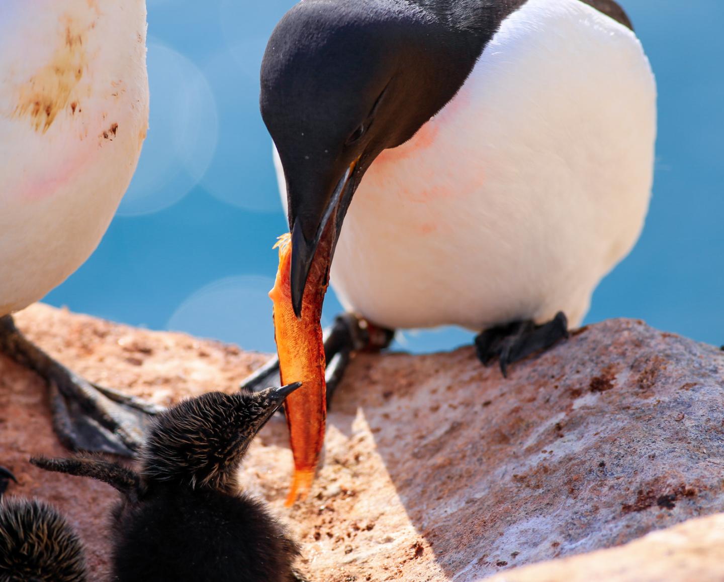 Arctic seabirds don’t deal with heat very well putting them in danger.