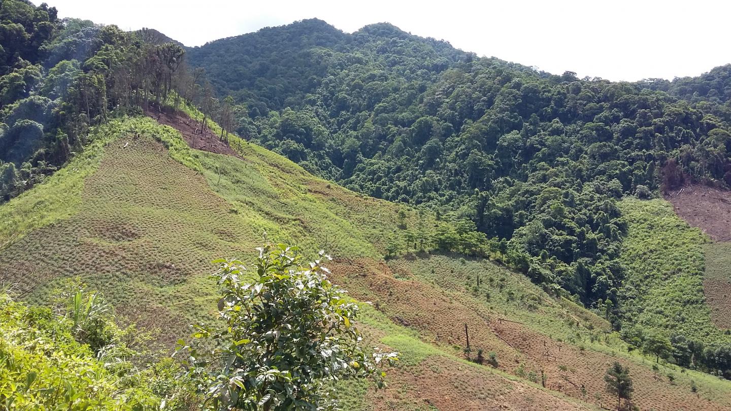 Forests in SE Asia are disappearing and greenhouse gases increasing.
