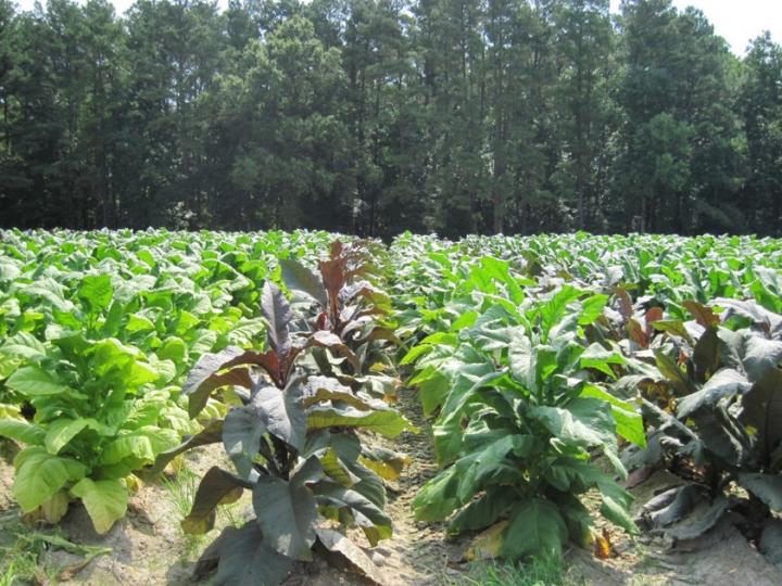 New technique lowers nicotine levels in tobacco.