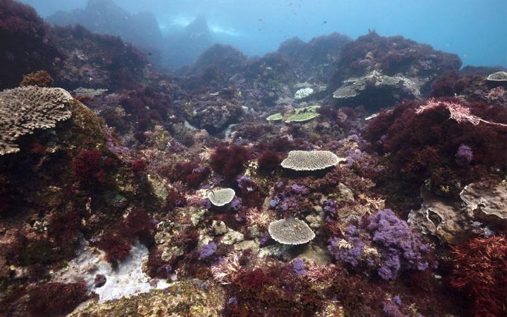 Temperate marine ecosystems are getting thrown off by warming oceans.