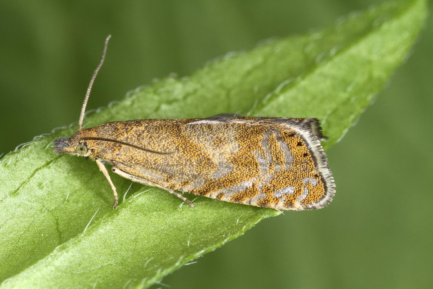 New alpine moth solves a two-century mystery.