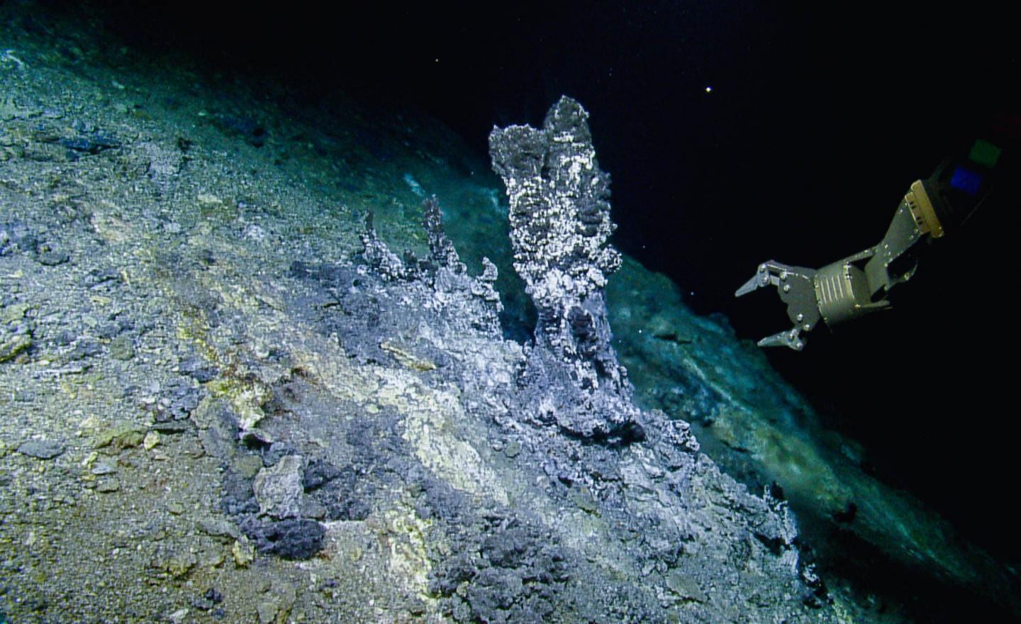 Deep-sea microbial predators play important role in carbon cycle.
