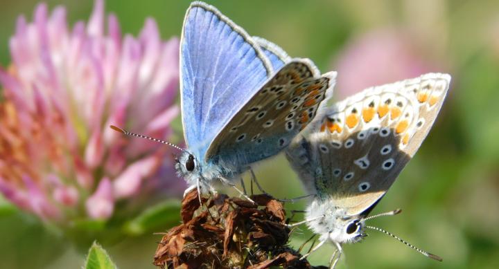 Study investigates whether a new butterfuly in Canada will become widespread.