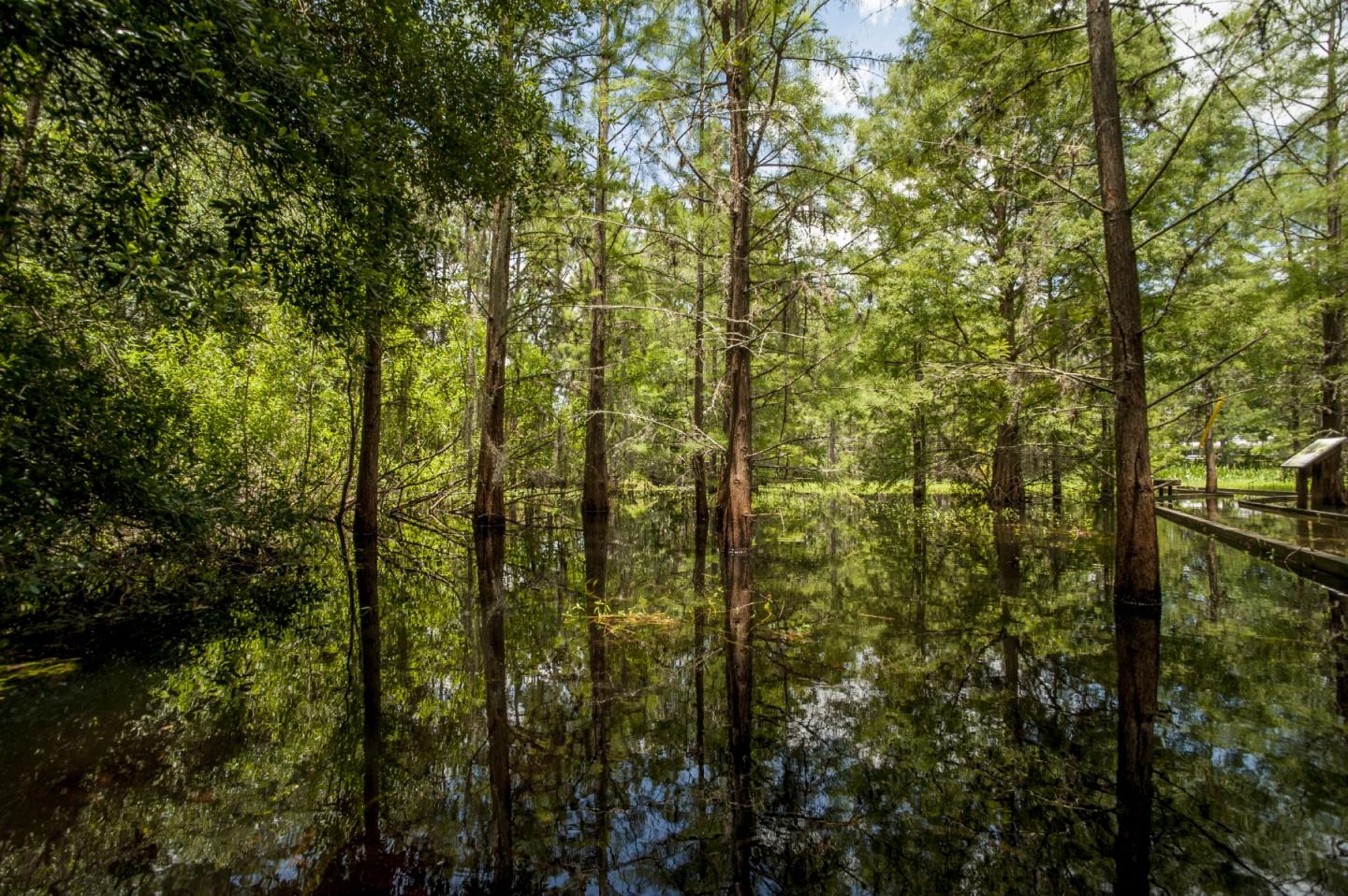 The evolution of pine trees is linked to DNA duplication.