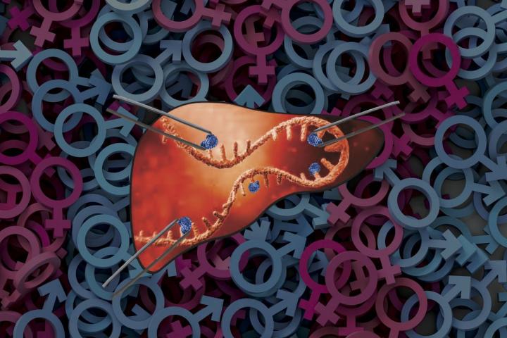 Modified RNA may protect against liver disease and may explain fat gender differences.