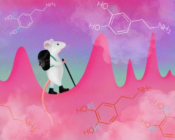 Mice can dispense dopamine when they want to feel rewards.