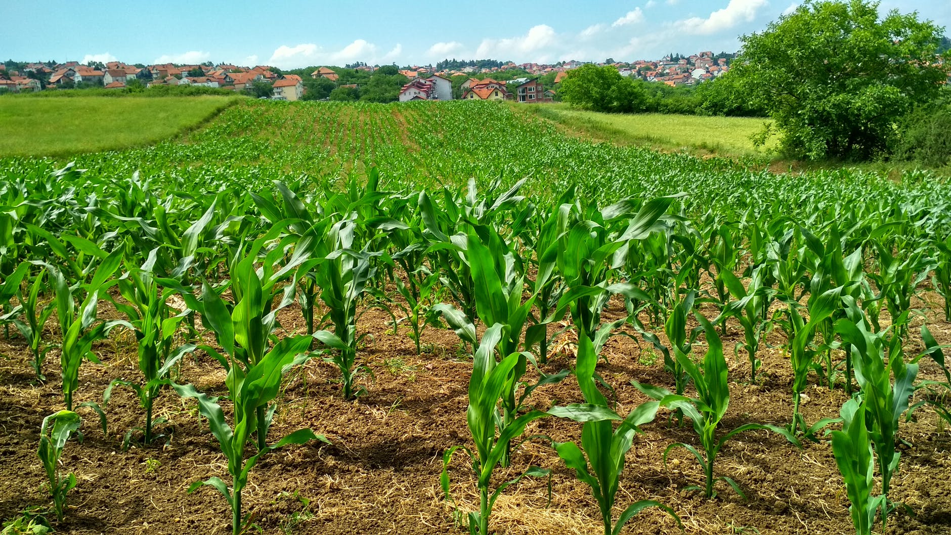 Drought-resistant crops in America are less productive under normal circumstances.