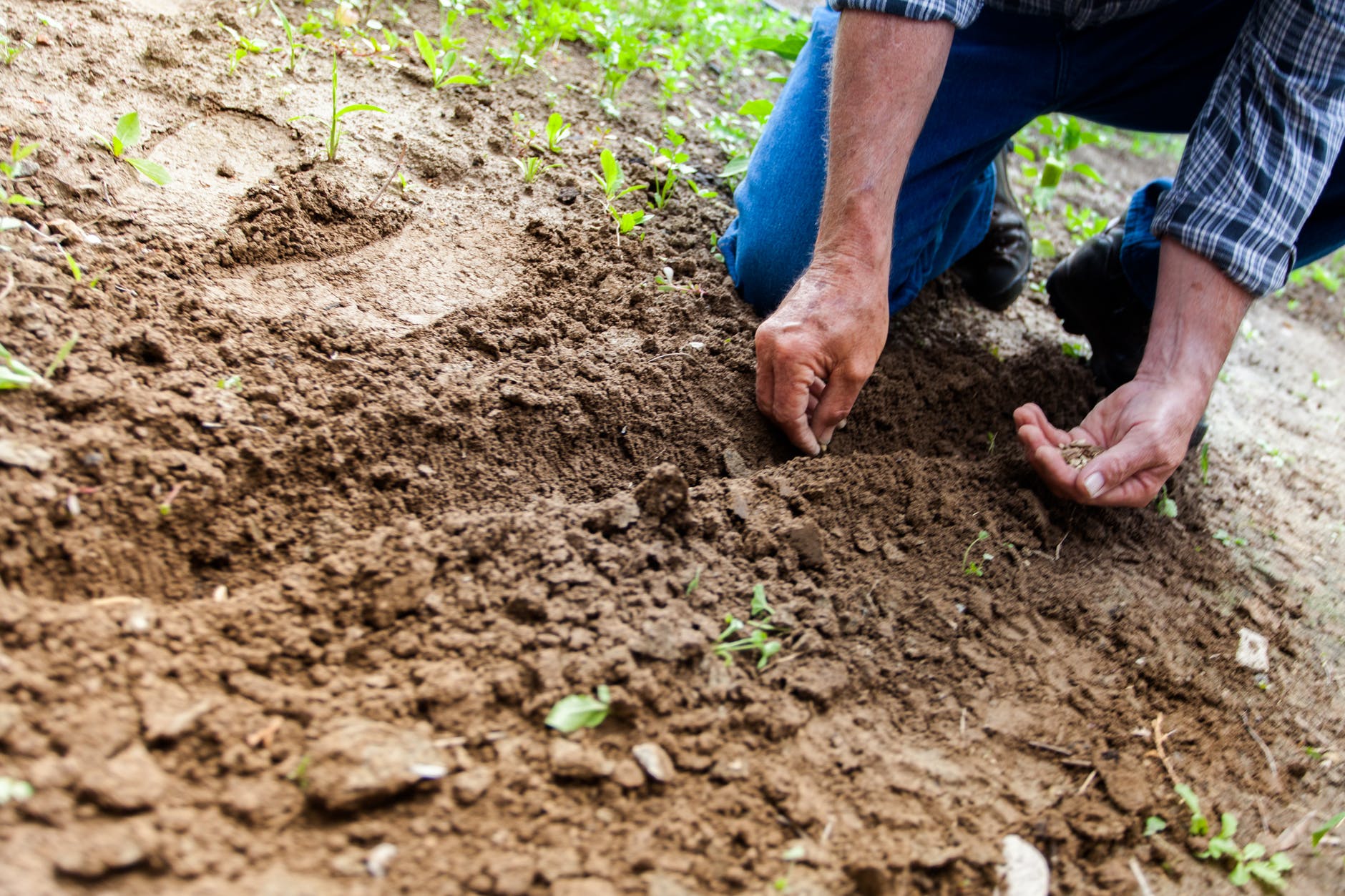 Engineered seed-coating to be drought-resistant.