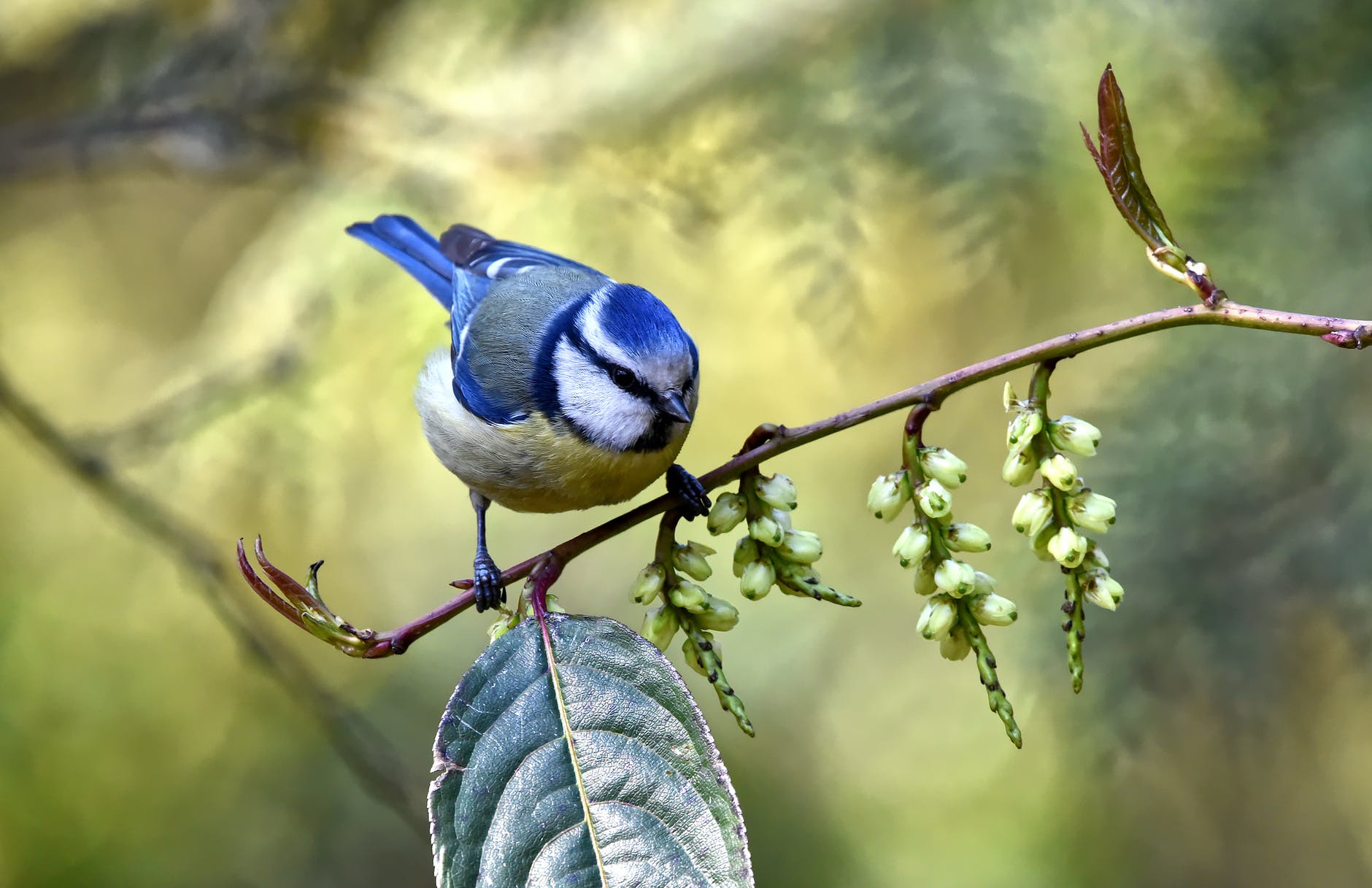 Dopamine plays a key role in a songbird’s ability to learn.