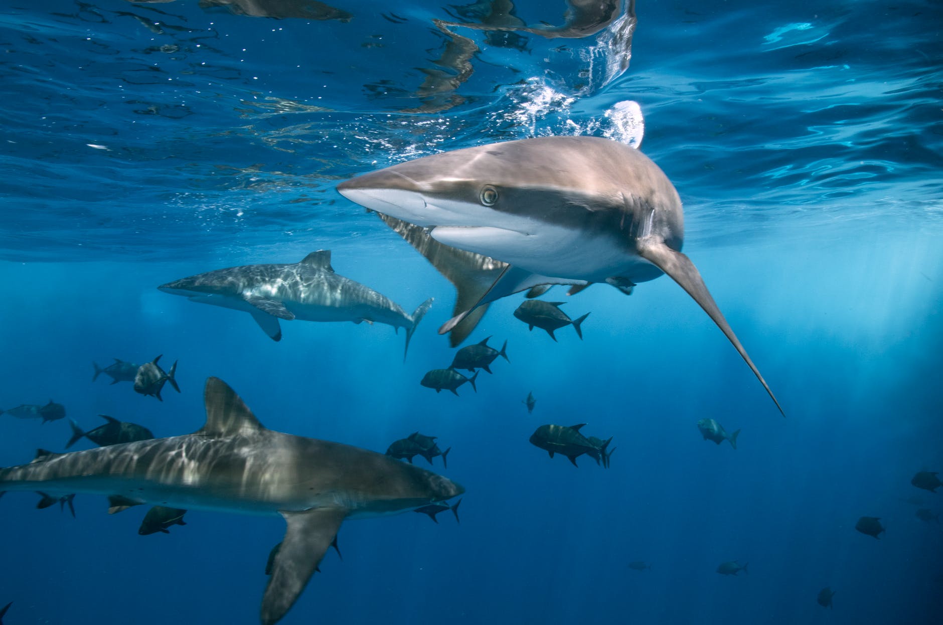 Swarms of sharks do more than just hunt in Nat Geo documentary.