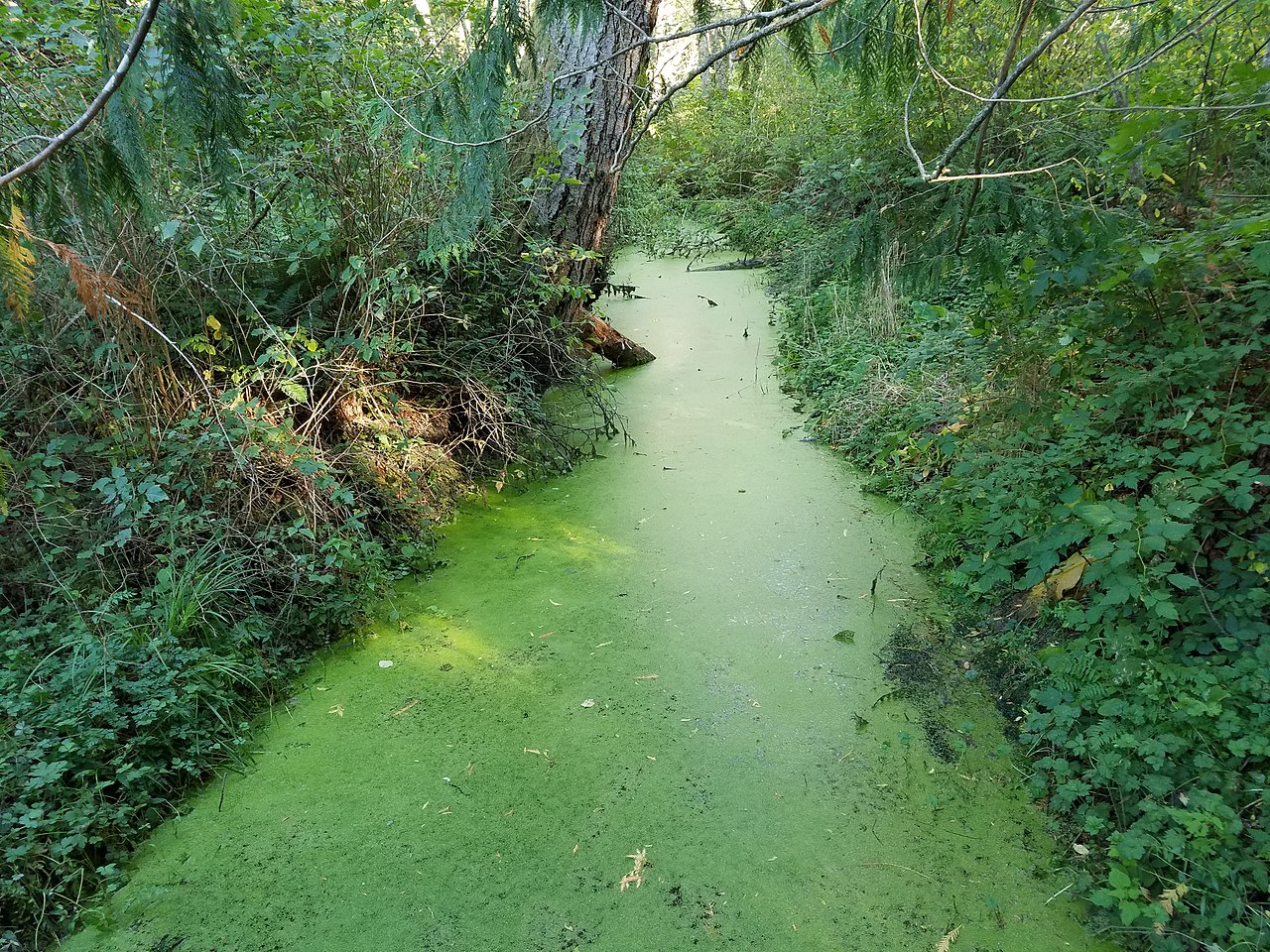 Algal blooms can be toxic but facemasks can protect against the aerosols.