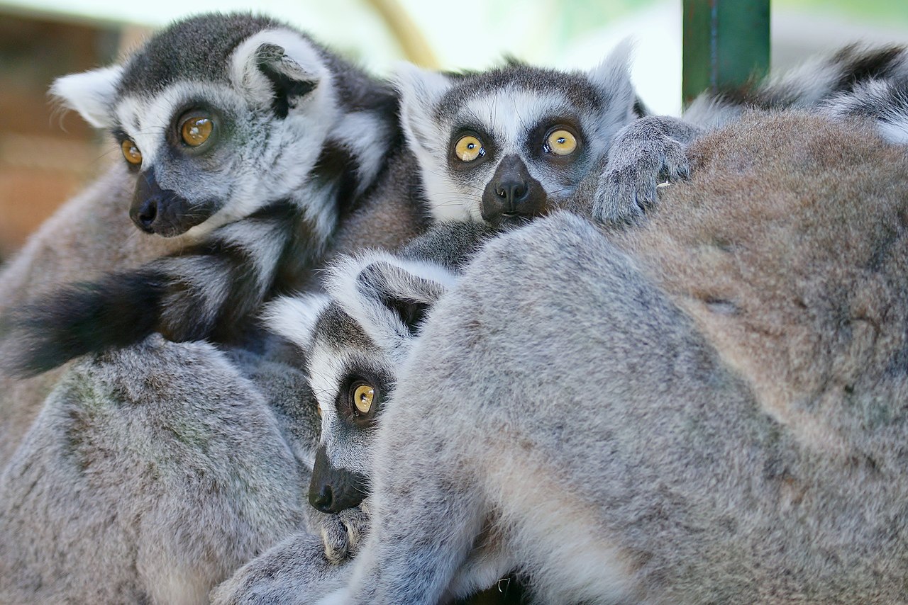 Humans are passing antibiotic resistant bacteria on to wildlife.