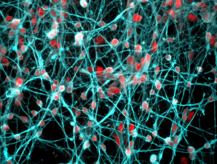 Scientists explore how stress hormones influence the genetics of mental health.