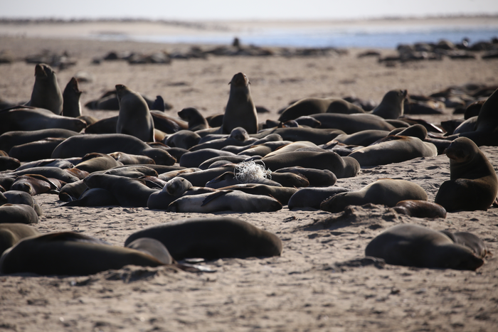 Fishing lines and nets entangle hundreds of Cape Fur seals each year.