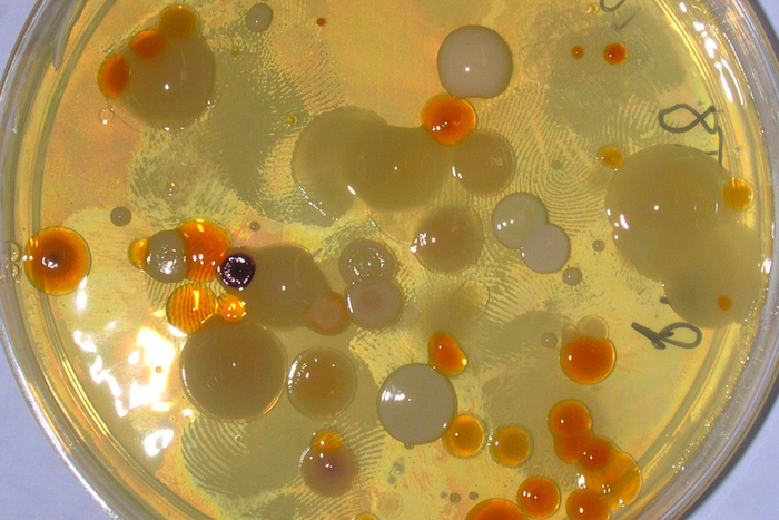 Scientists starved bacteria for 1000 days and they still survived.