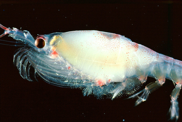 Atlantic krill’s reproductive success depends on climate conditions.