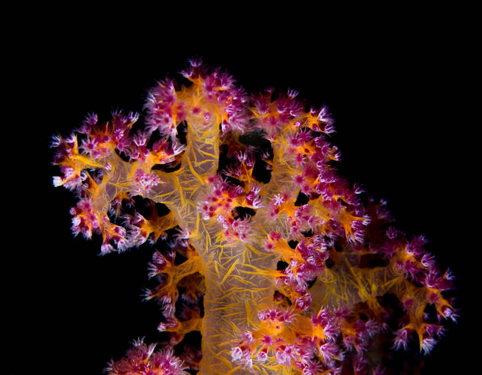 Treating corals with probiotics helps them survive warming waters.