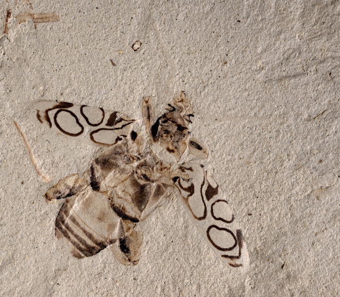 New frog-legged beetle fossil named after Sir David Attenborough.