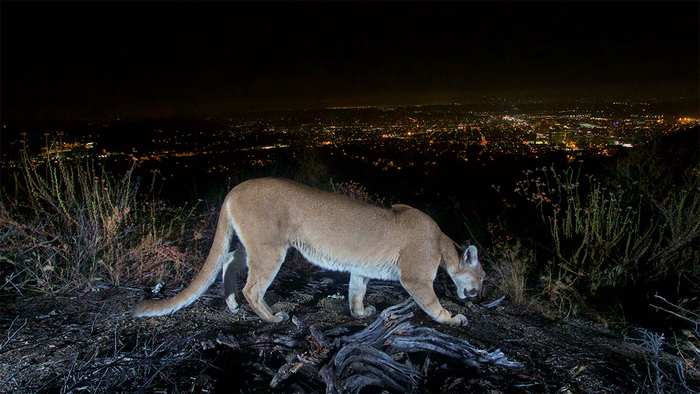 Mountain lions didn’t really expand their range during the pademic.