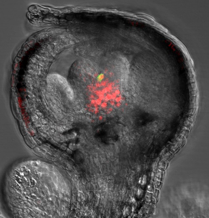 A small protein is responsible for a flower’s biological clock.
