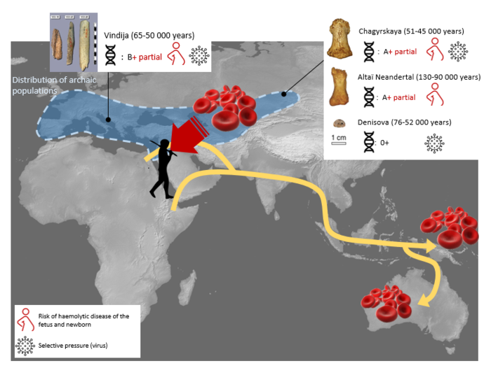 Analysis of Neandertal and Denisovan blood reveals a few surprises.