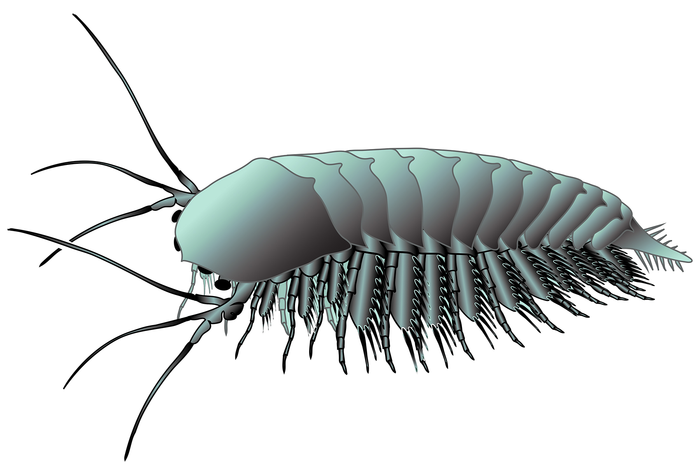 500 million year old brain fossils shed light on arthropod evolution.