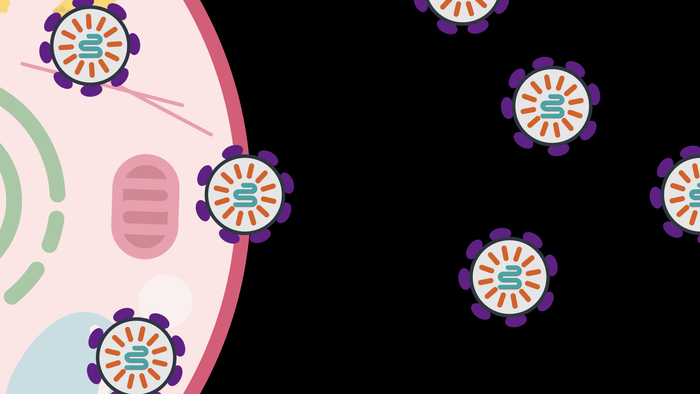 Natural proteins chosen to chaperone RNA drugs to targets.