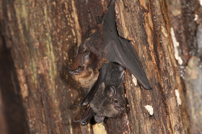 Some baby bats learn by babbling,similar to infants.