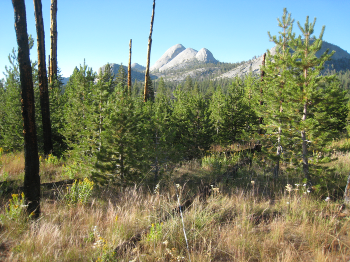 Sometimes wildfires can lead to the regeneration of an area.
