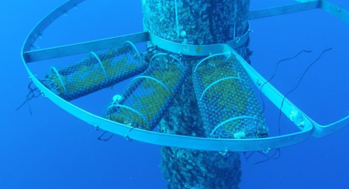 Seaweed farms significantly reduce nitrogen concentrations and prevent environmental pollution.