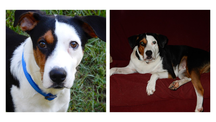 Restoring hormone levels in a neutered dog leads to health improvements.