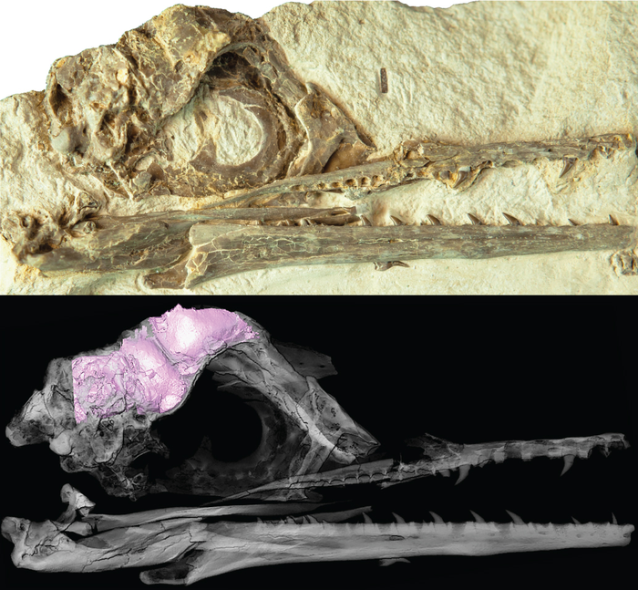 Bird brains allowed them to outlive their dinosaur relatives.