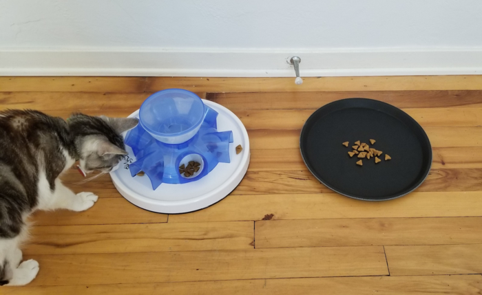 Like everyone else, cats enjoy a free lunch.