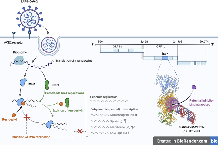 Study highlights the enzyme that allows the coronavirus to evade antiviral medicines.