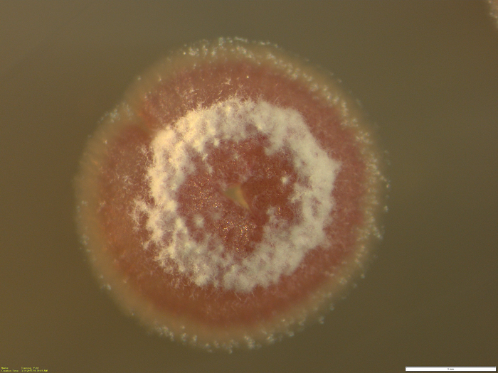 What to do when microbes won’t make drugs on command?