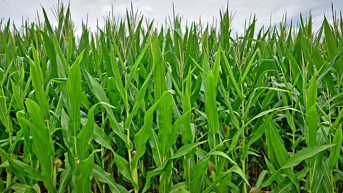 Crop insurance may be a disincentive for adjusting to climate change.
