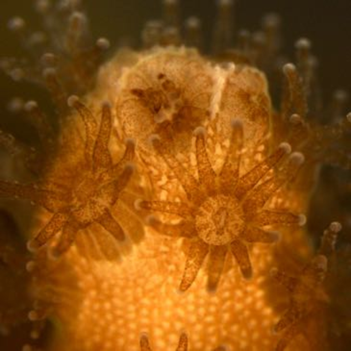 Scientists identify for the first time live immune cells in a coral and sea anemone.