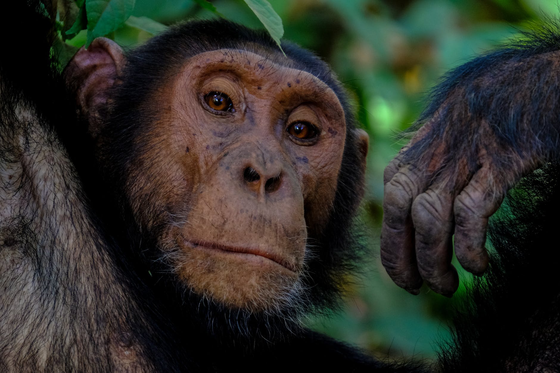 Tolerant primates communicate more.
