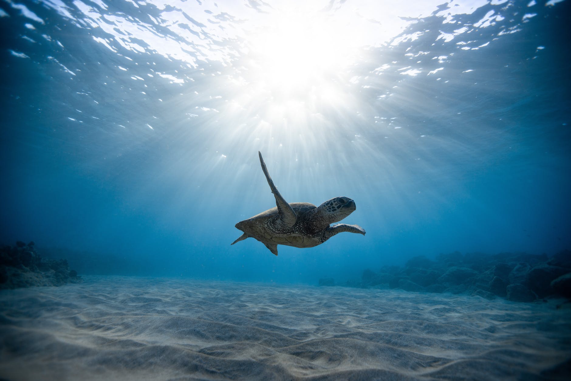Evolution is sending young sea turtles to a polluted plastic grave.