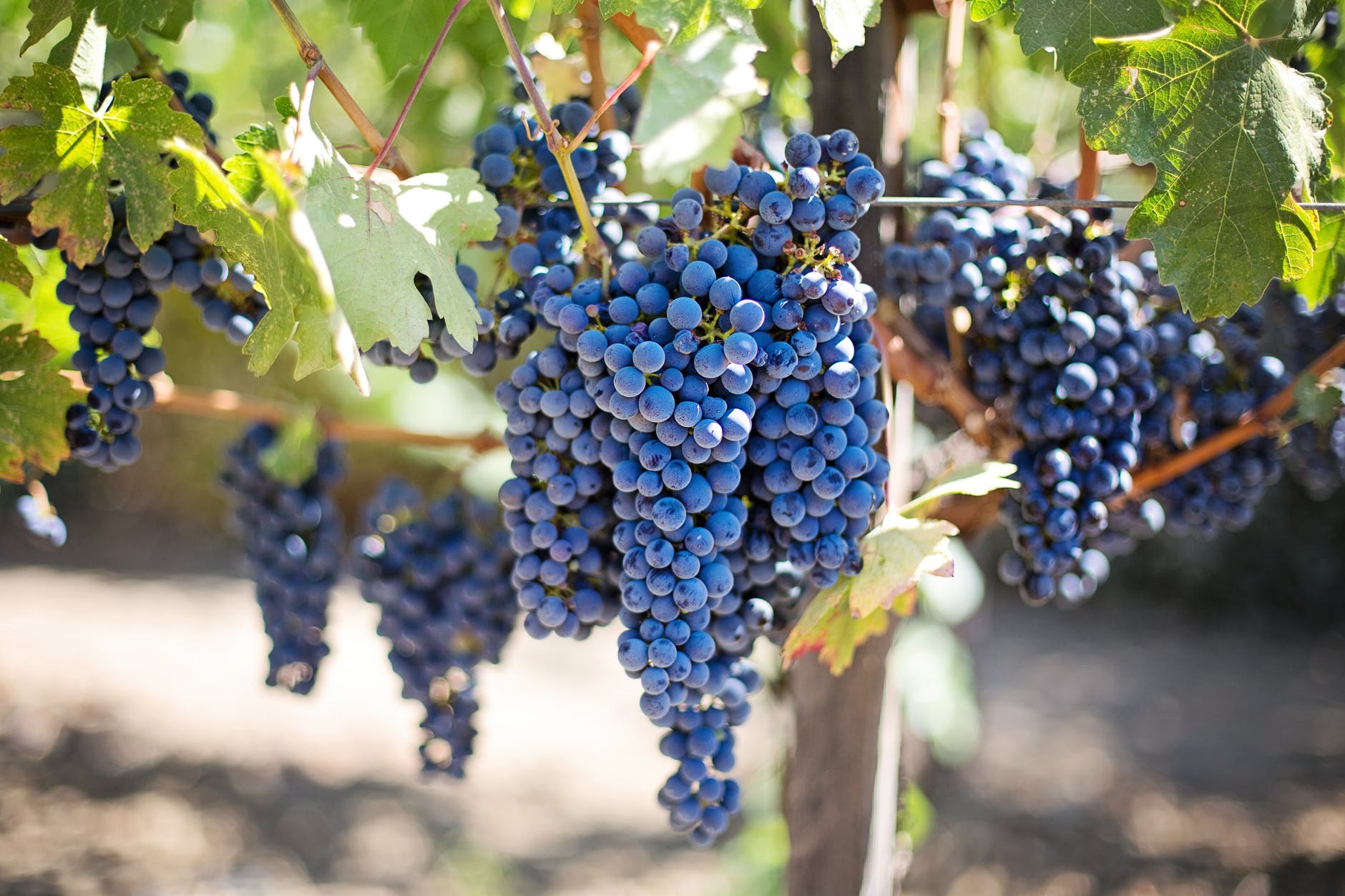 Facial recognition technology helps grape farmers save crops.