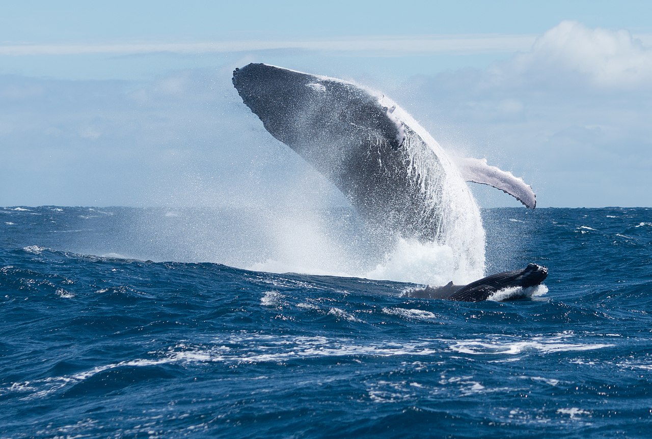 DAILY DOSE: Fledgling COVAX program already in need of reform; Whales aplenty off the New York coast.