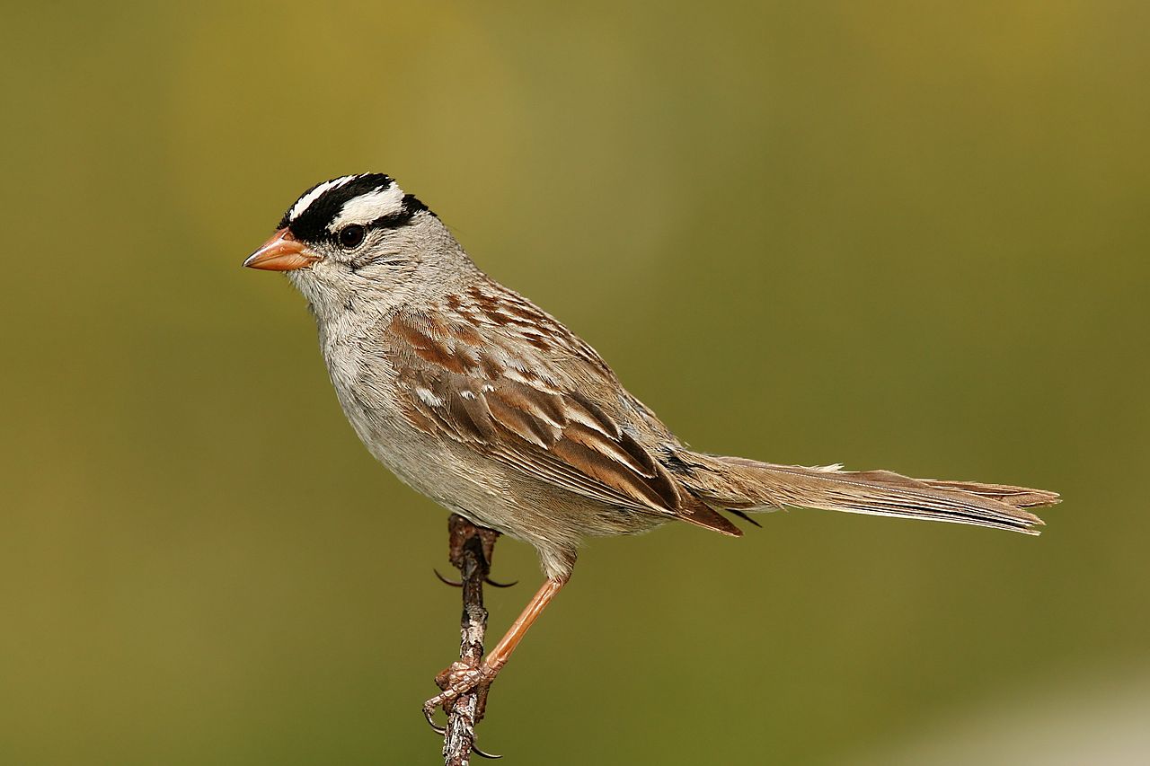 DAILY DOSE: Protein-based Covid-19 vaccine effective against variants; Turning off lights can save migratory birds.