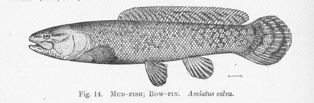 Scientists search for human health clues from a “living fossil”.