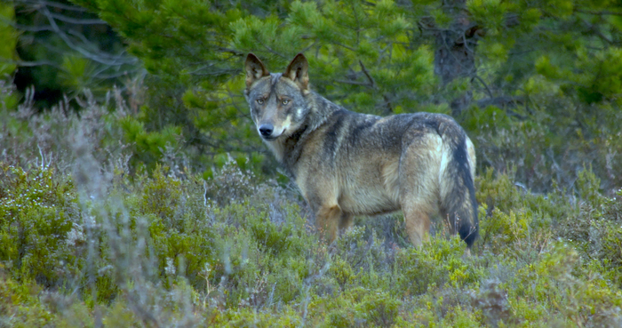 Conservationists urge cooperation between human and expanding wolf populations.